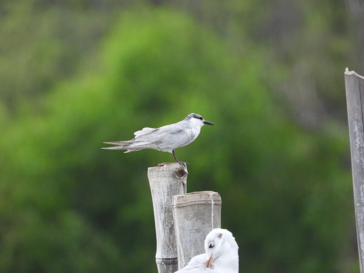 Whiskered Tern - ML643977509