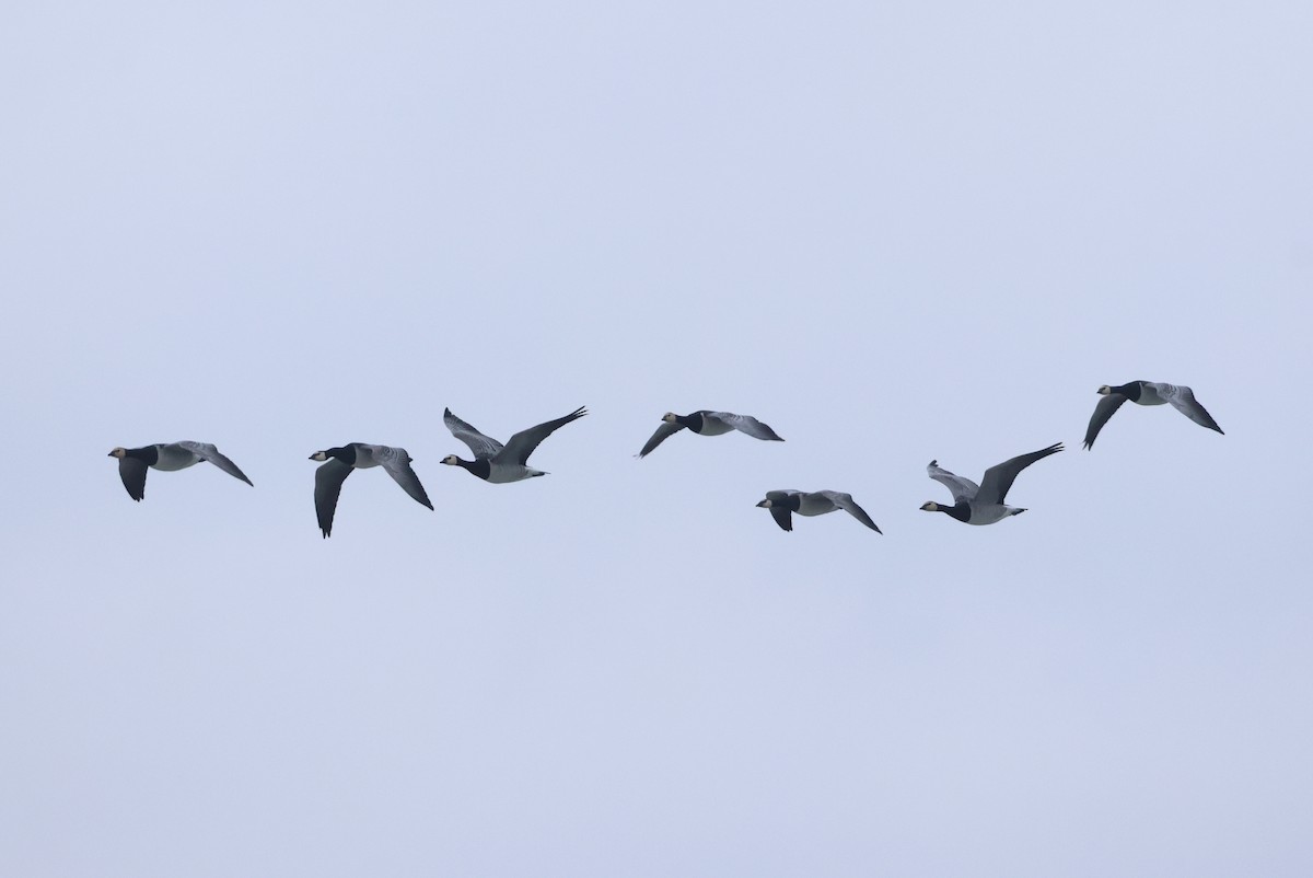 Barnacle Goose - ML643977524