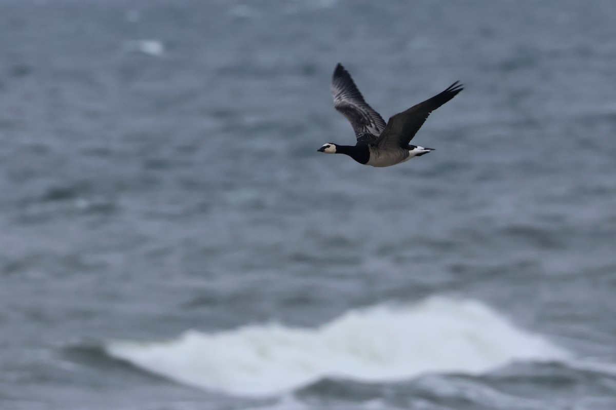 Barnacle Goose - ML643977525