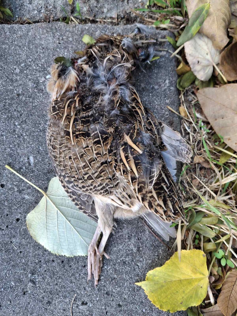 ヨーロッパウズラ - ML643977527