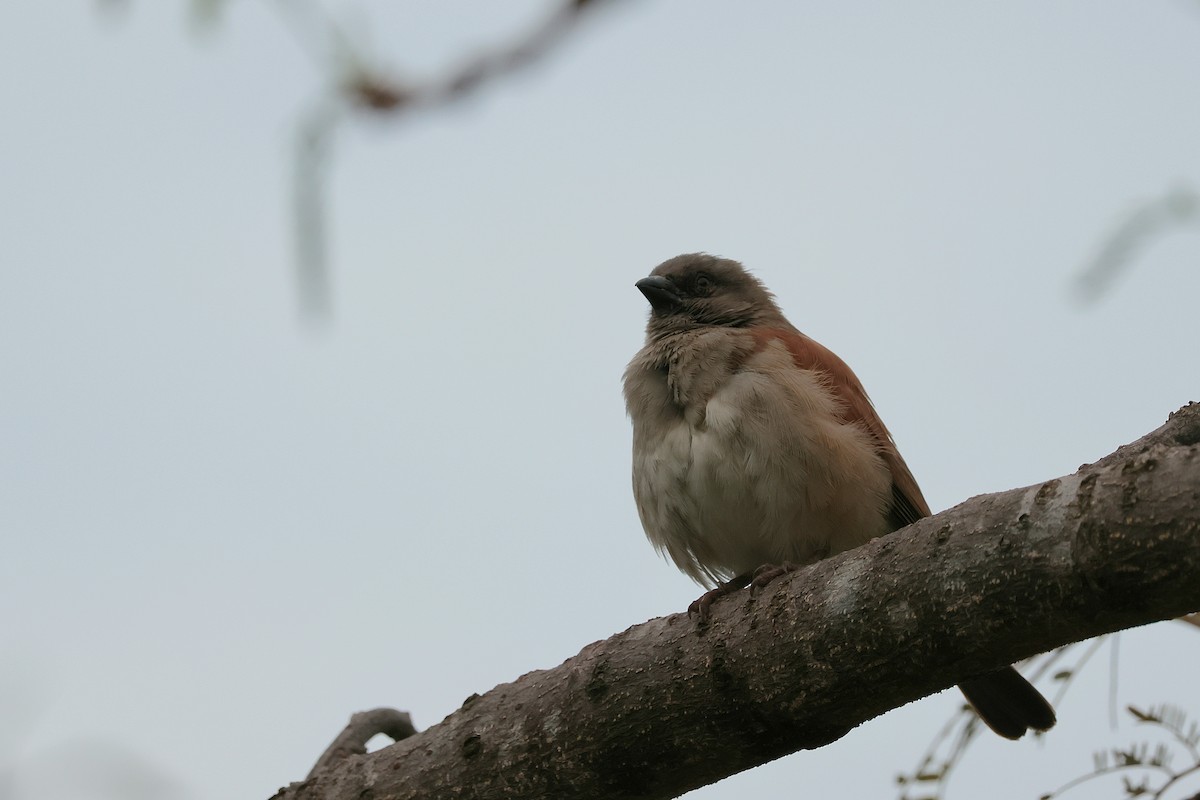 Northern Gray-headed Sparrow - ML643977528