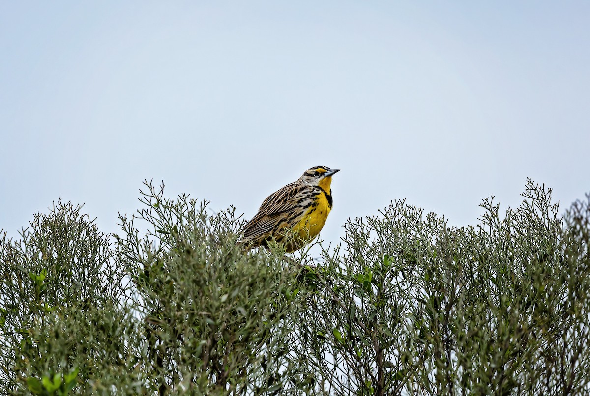 Eastern Meadowlark - ML643977532