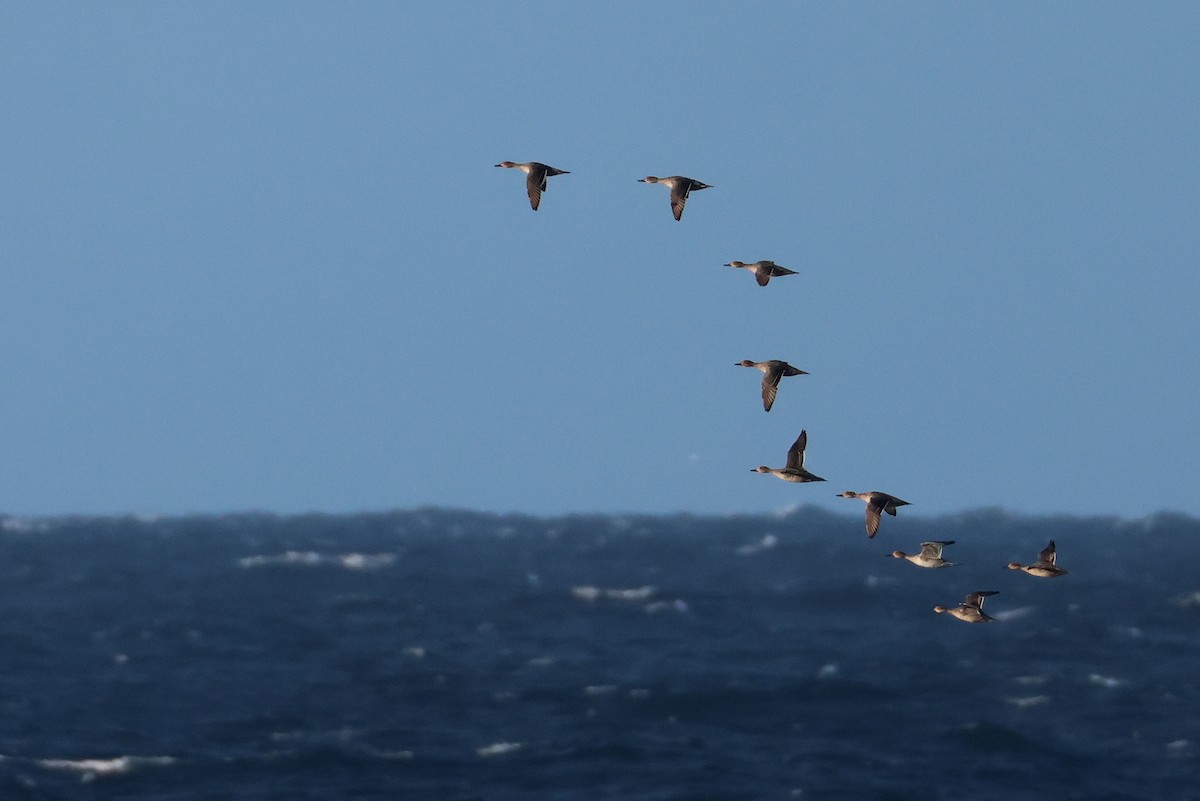 Northern Pintail - ML643977537