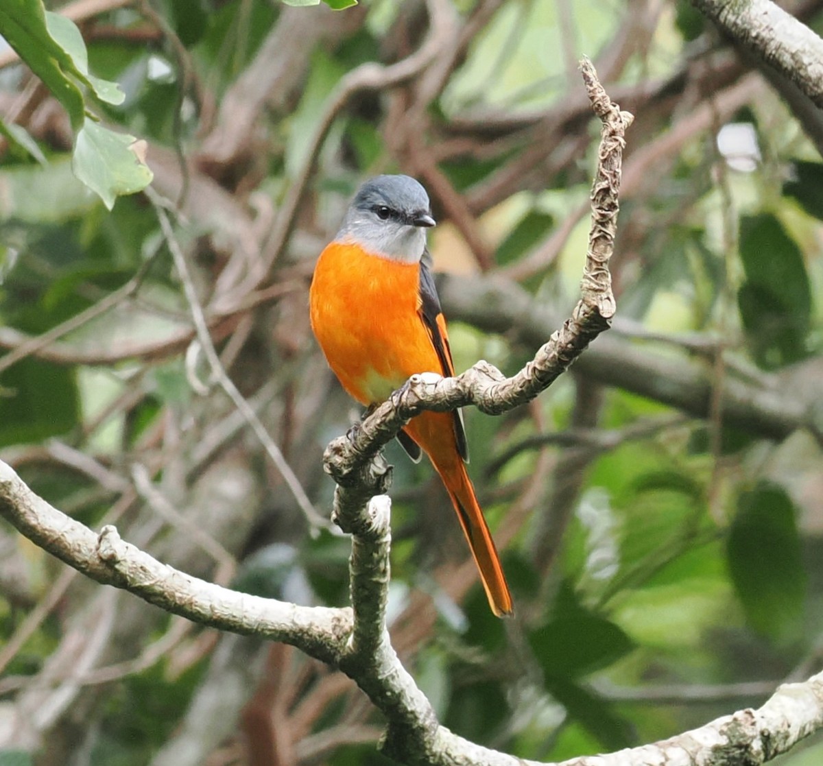 Minivet mandarin - ML643977559