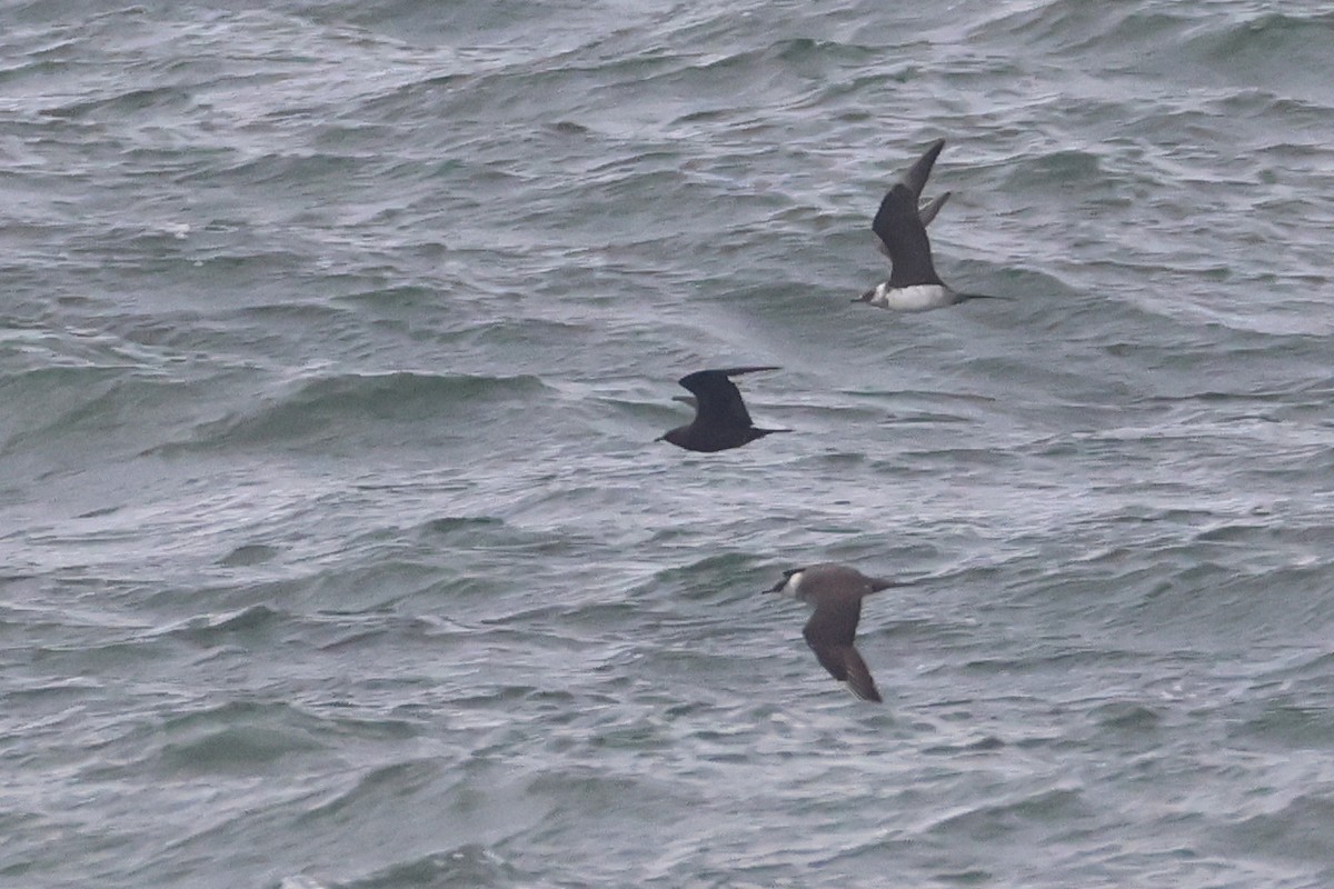 Parasitic Jaeger - ML643977563