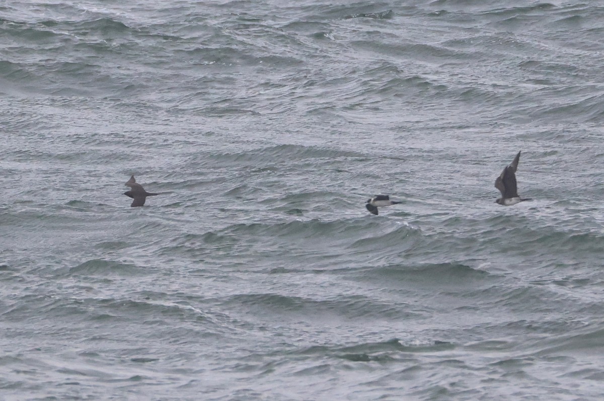 Parasitic Jaeger - ML643977565