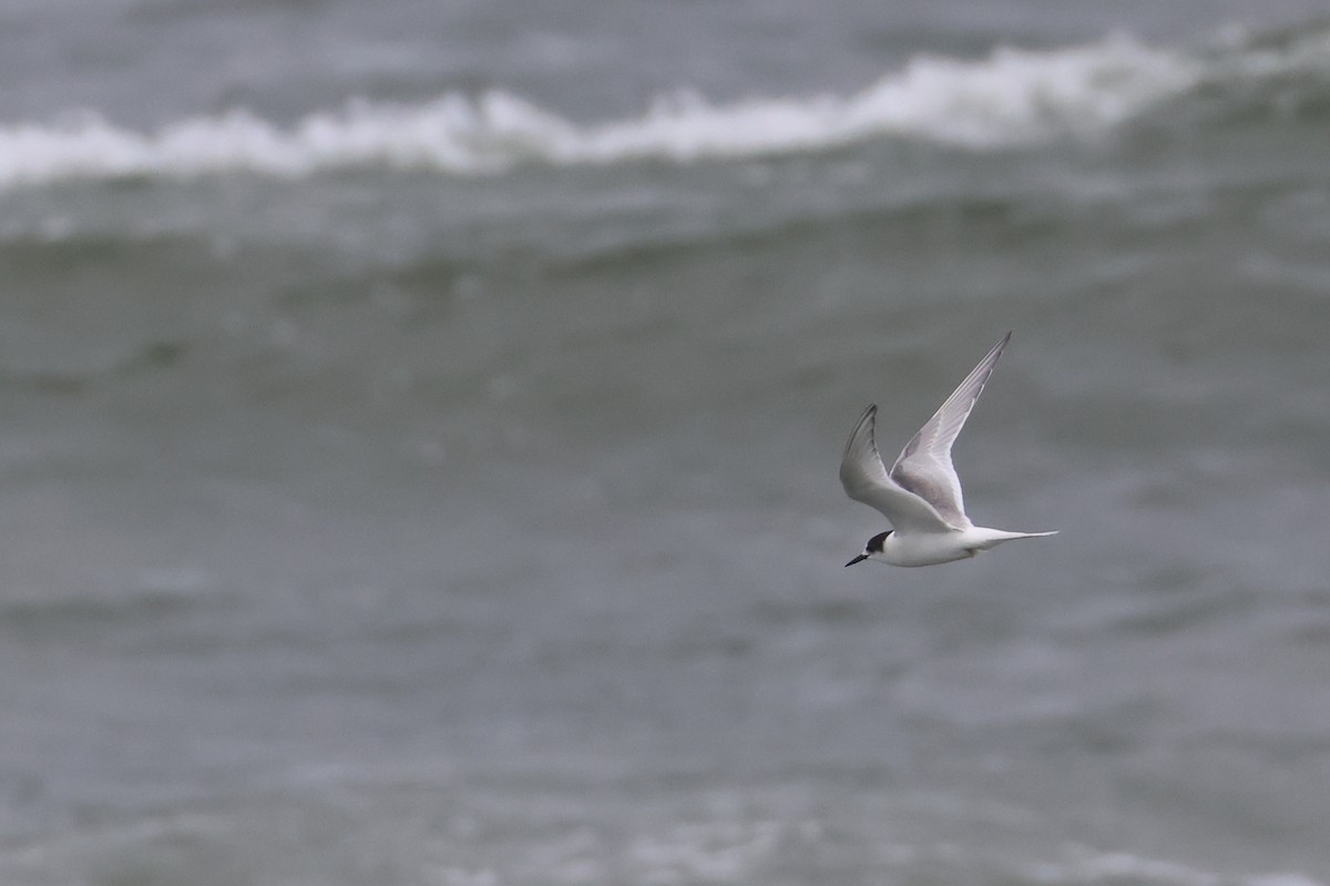 Arctic Tern - ML643977571
