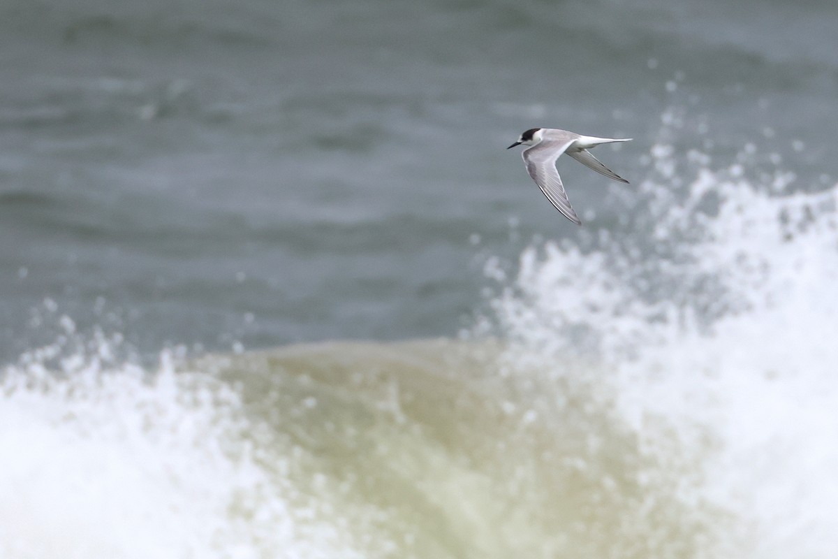 Arctic Tern - ML643977572
