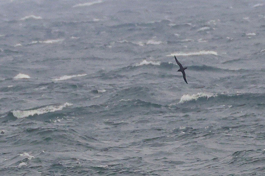 Sooty Shearwater - ML643977575