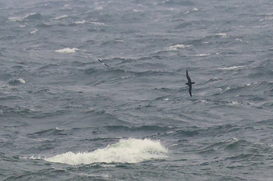 Sooty Shearwater - ML643977576