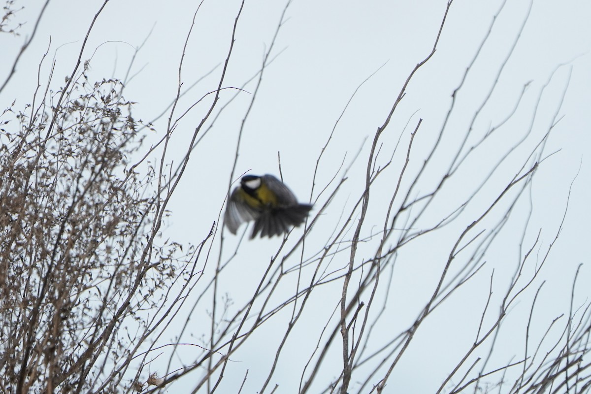 Great Tit - ML643977580