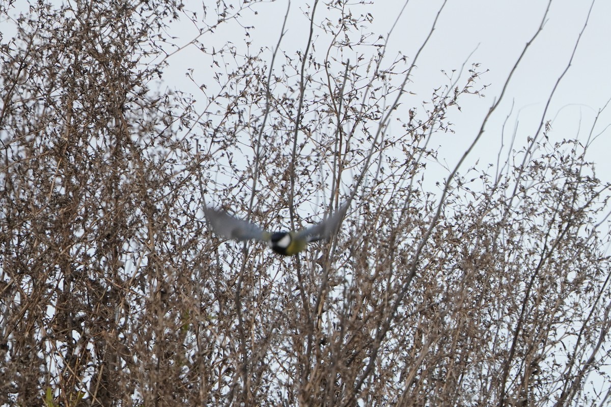 Great Tit - ML643977581