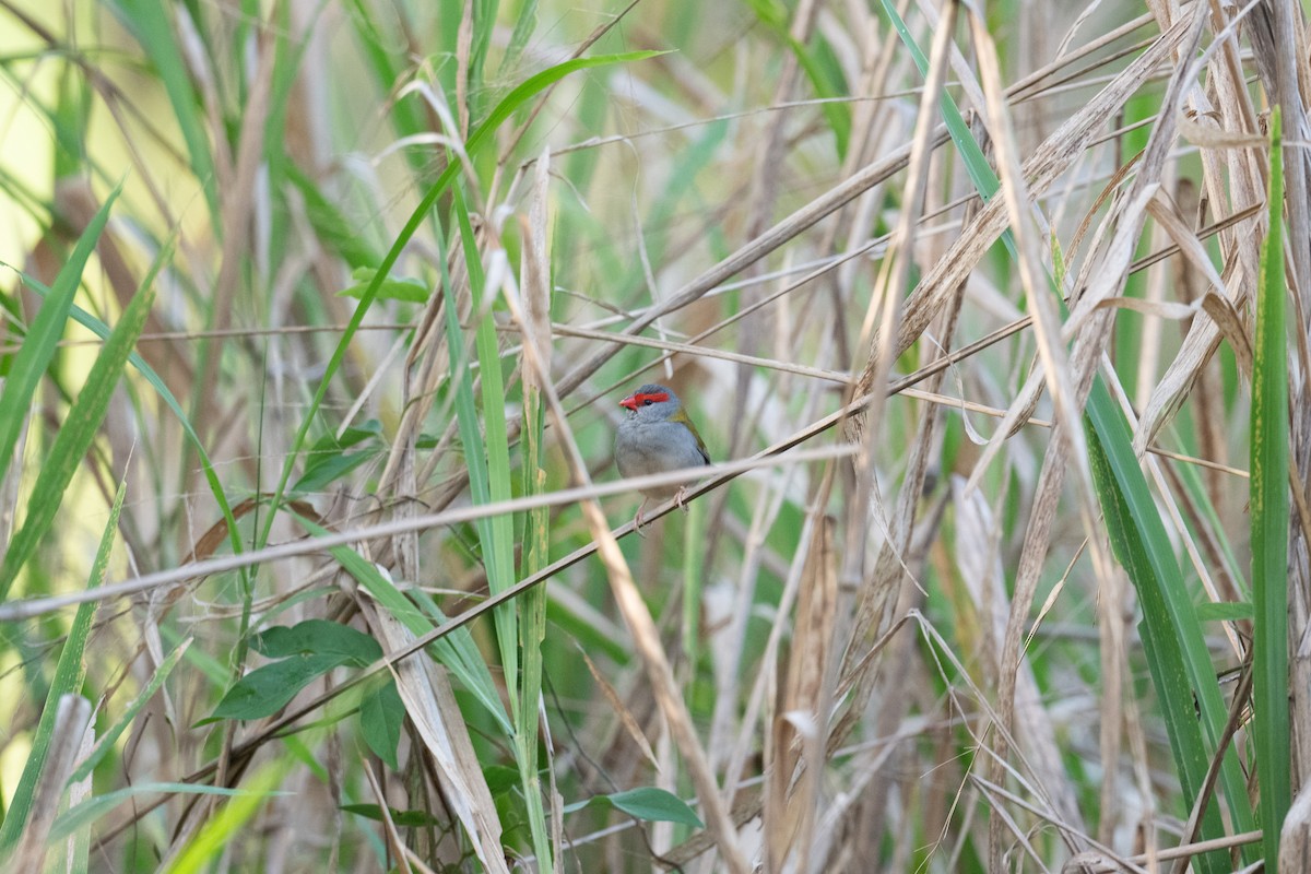 Red-browed Firetail - ML643977582
