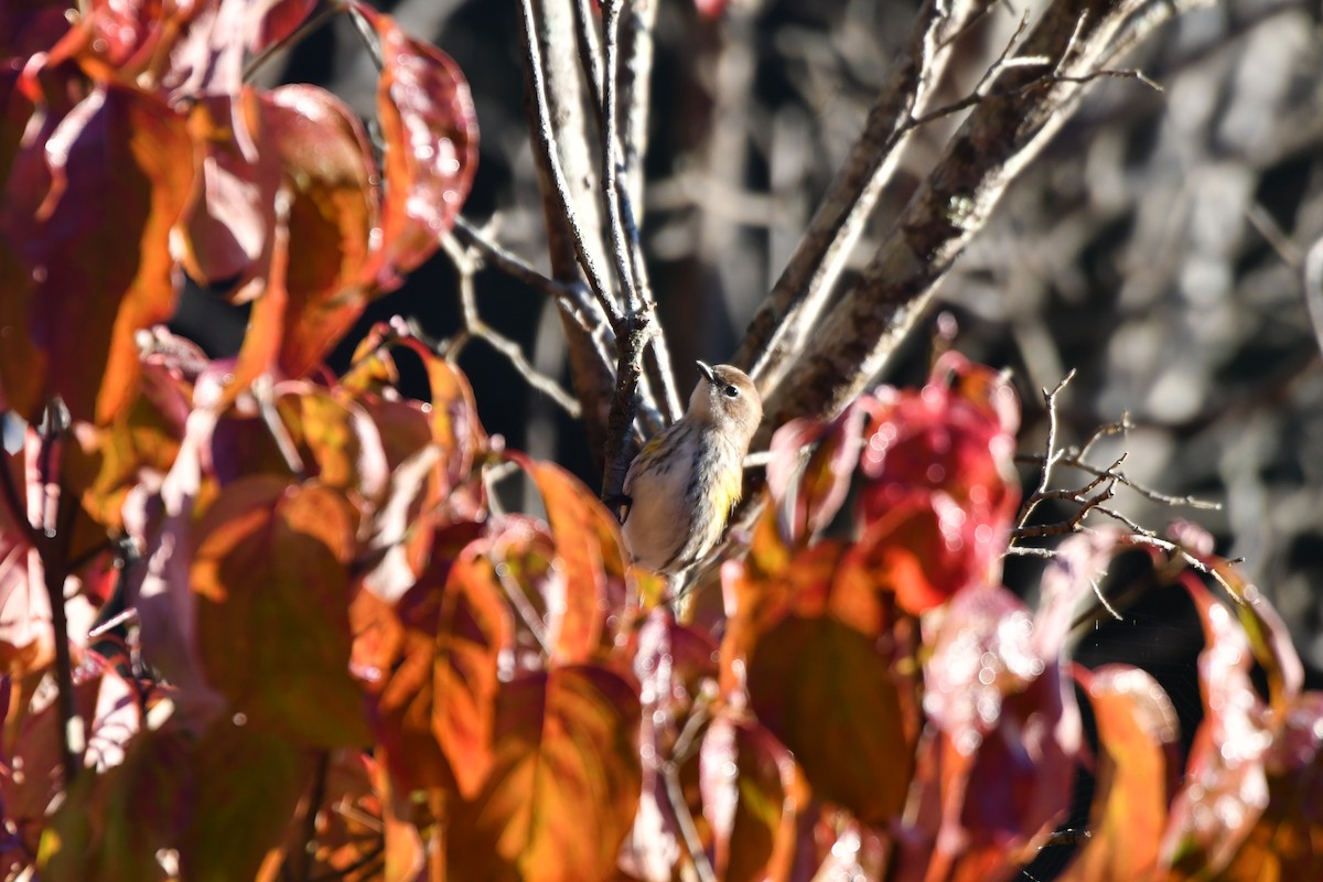 myrteparula - ML643977584