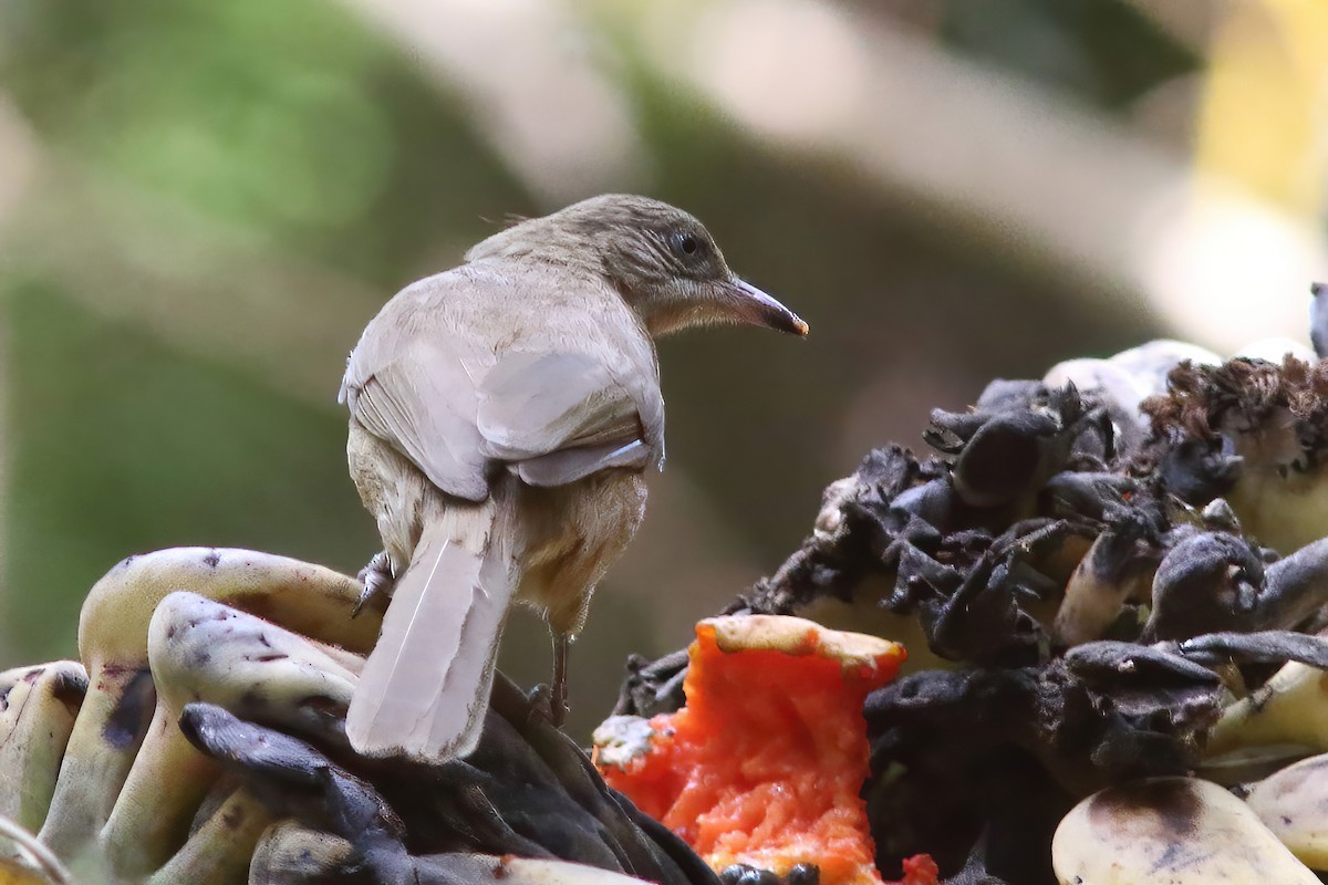 Bulbul de Conrad - ML643977589