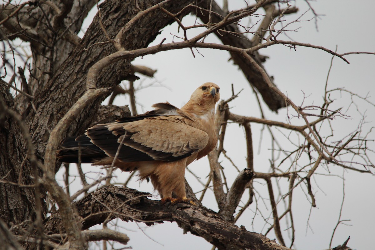 Tawny Eagle - ML643977599