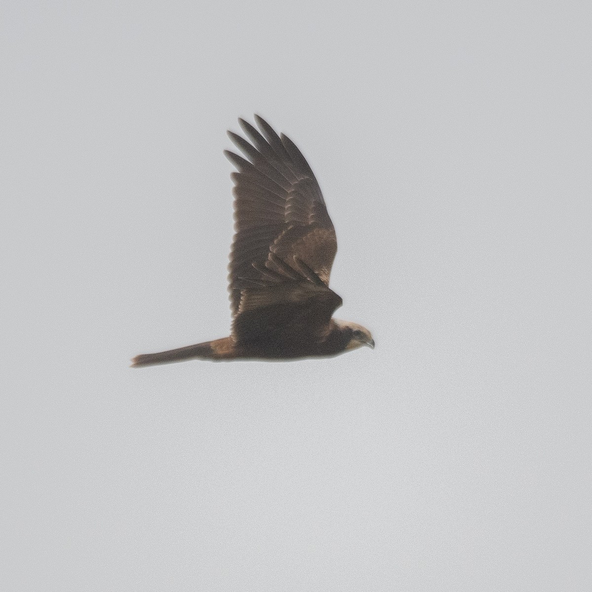 Western Marsh Harrier - ML643977601