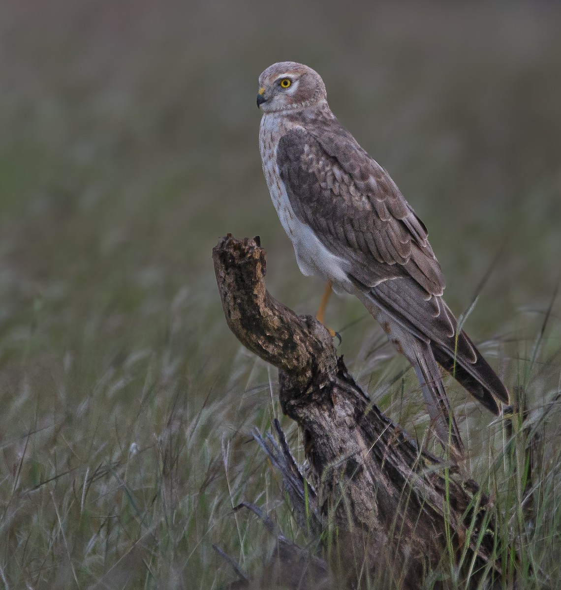 Pallid Harrier - ML643977604
