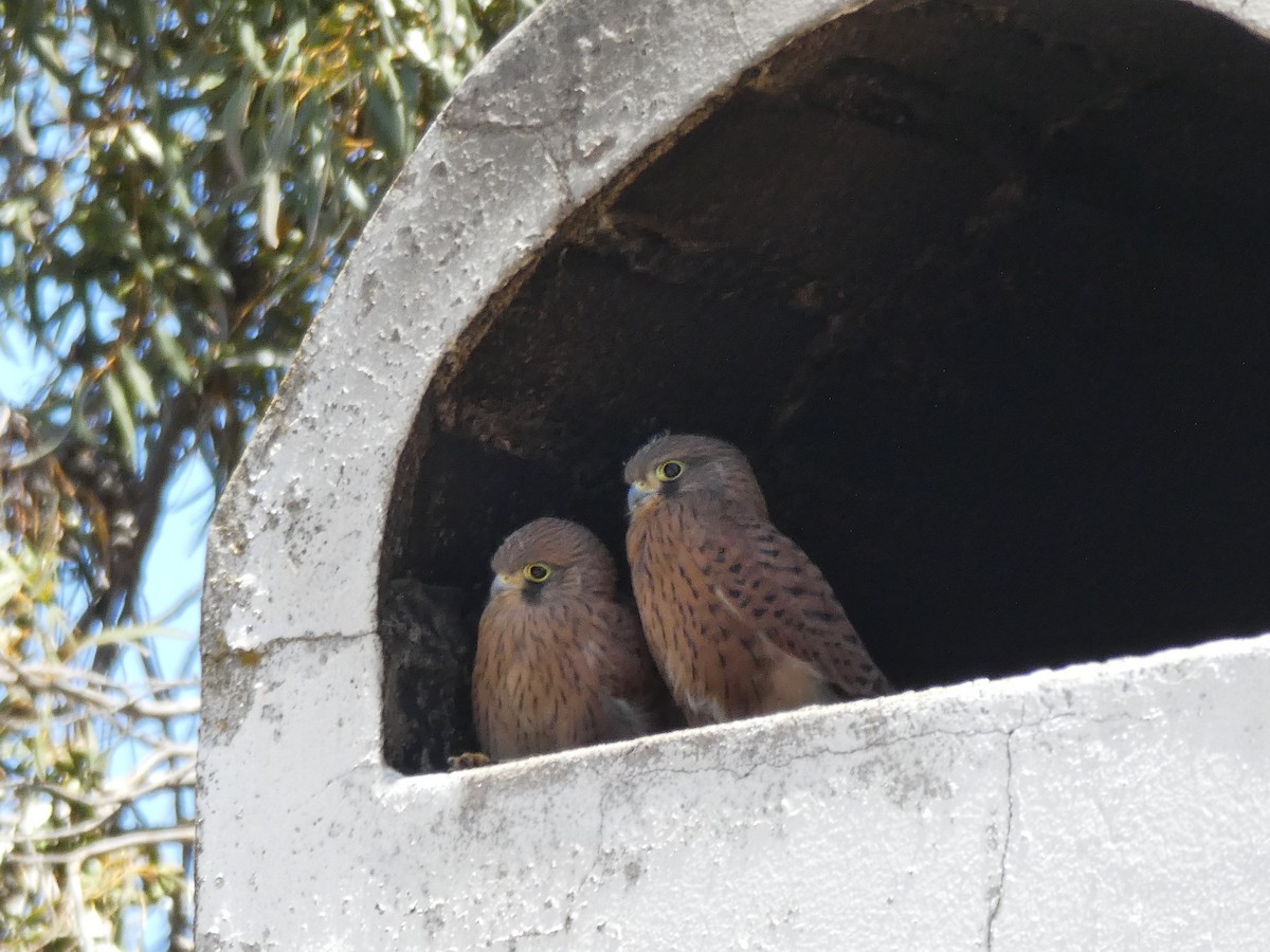 Rock Kestrel - ML643977606