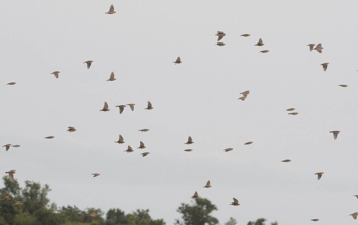 Mongolian Short-toed Lark - ML643977607