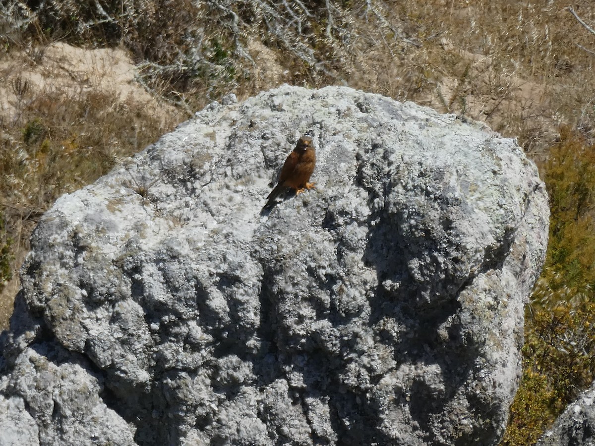 Rock Kestrel - ML643977611