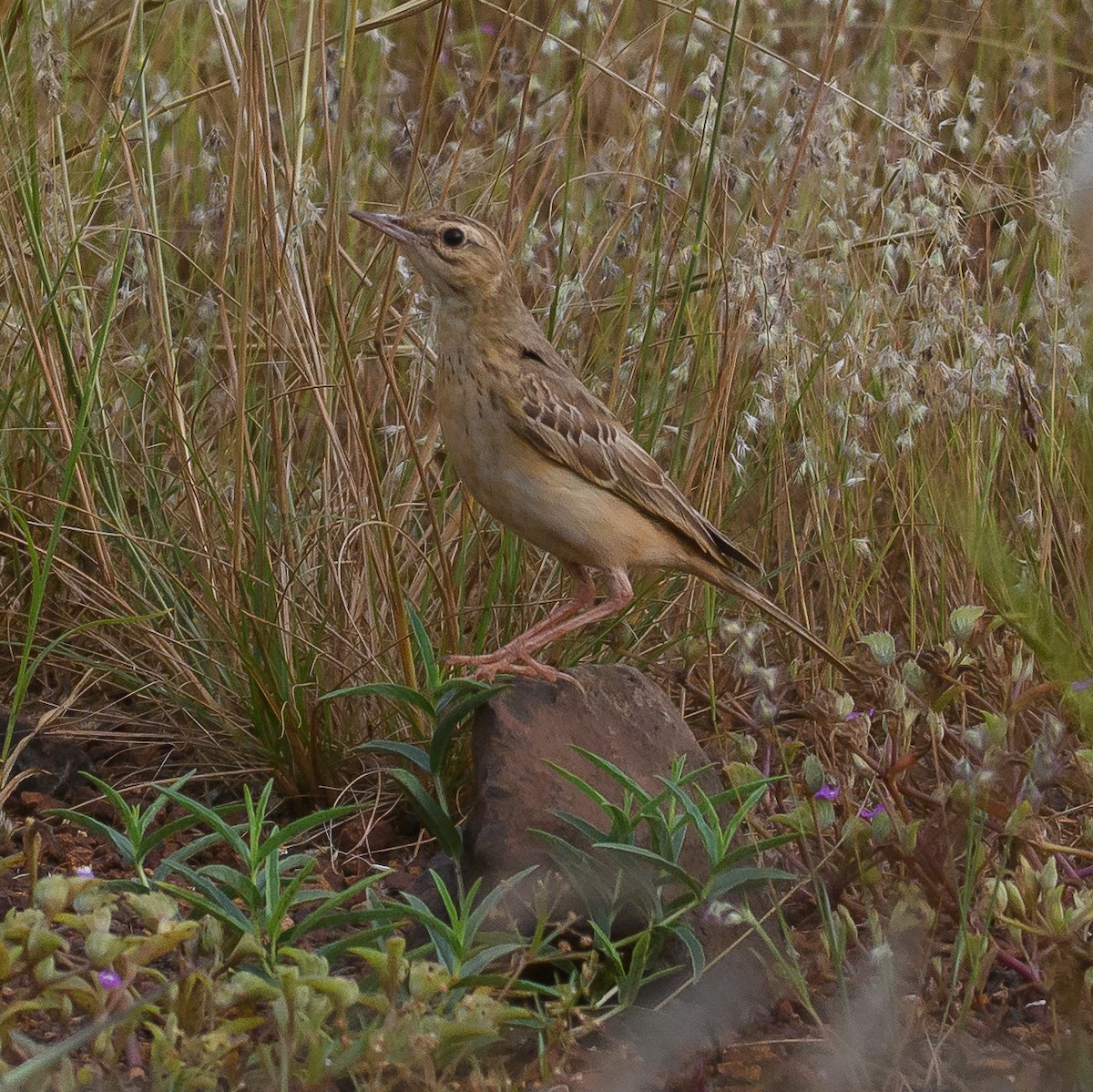 Tawny Pipit - ML643977627