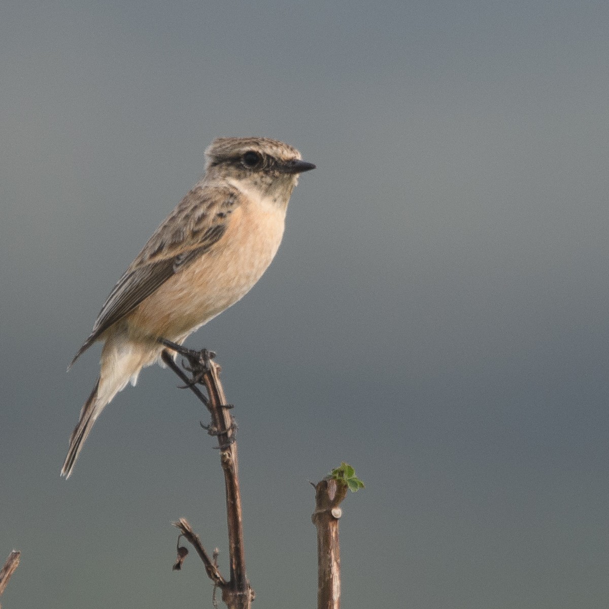 Siberian Stonechat - ML643977630
