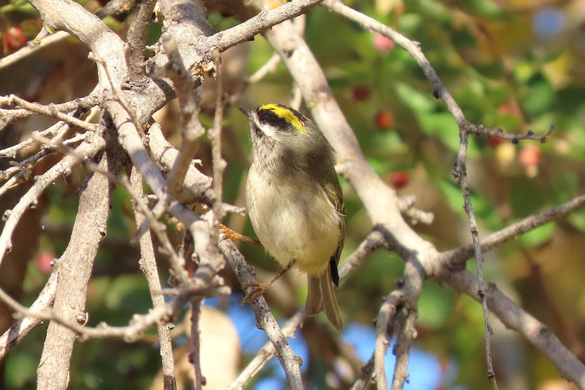 Golden-crowned Kinglet - ML643977632