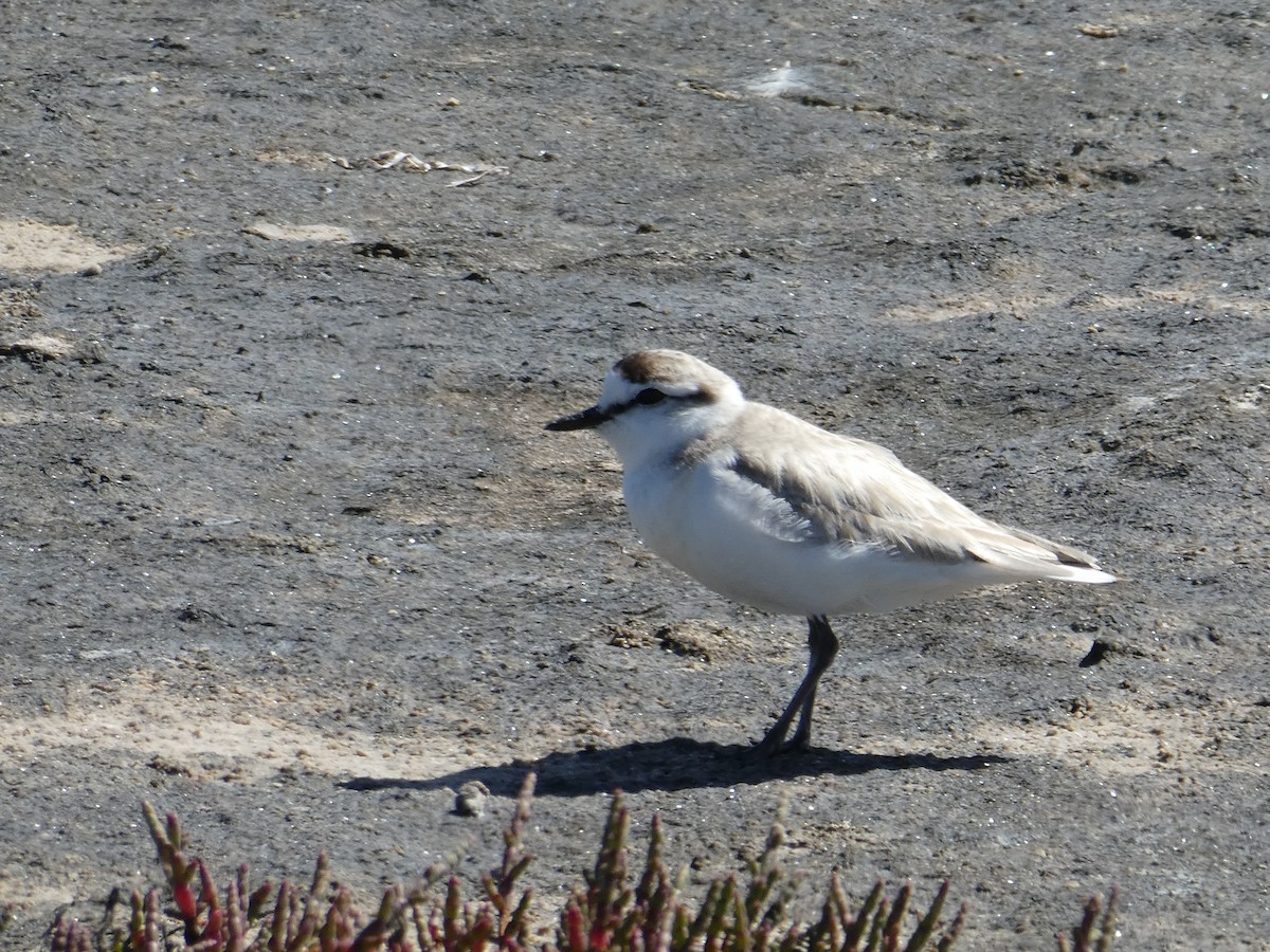 White-fronted Plover - ML643977646