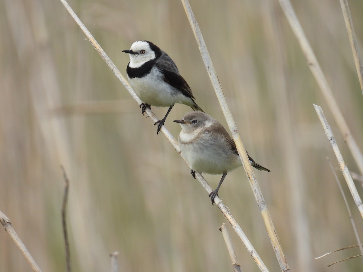 White-fronted Chat - ML643977647