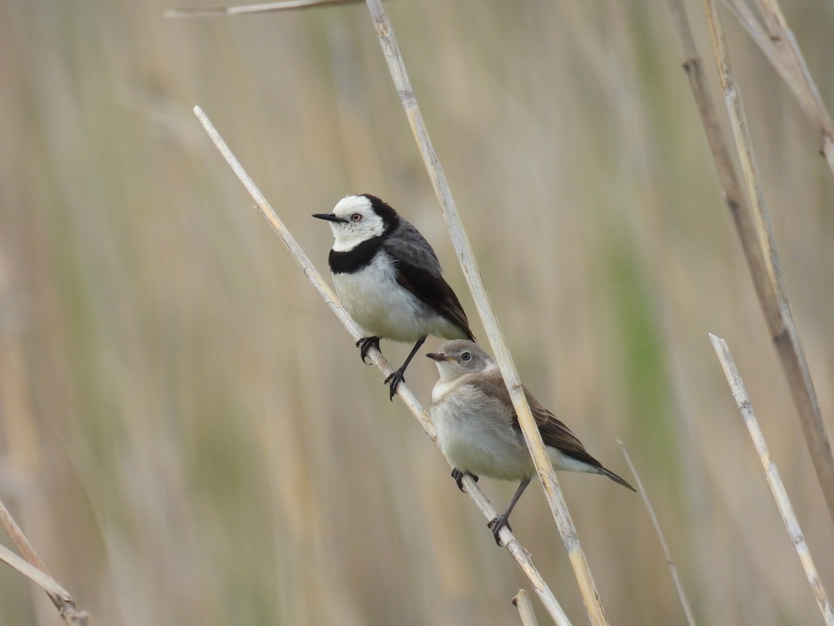 White-fronted Chat - ML643977648
