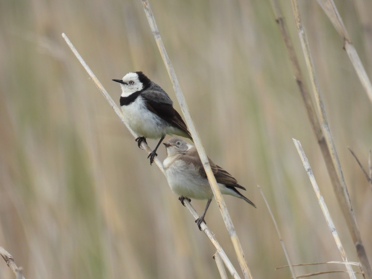 White-fronted Chat - ML643977649