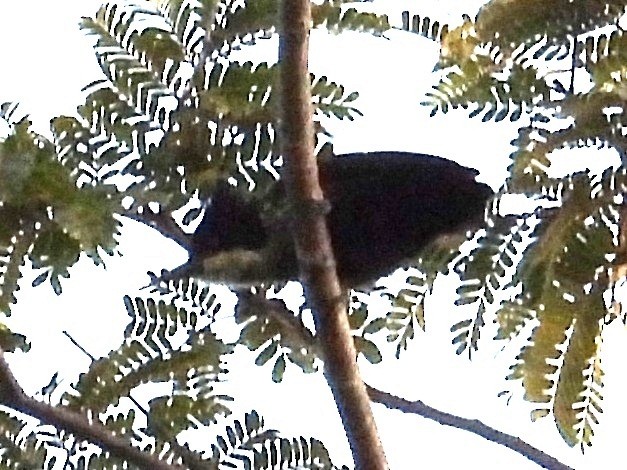 Pic canente - ML643977653