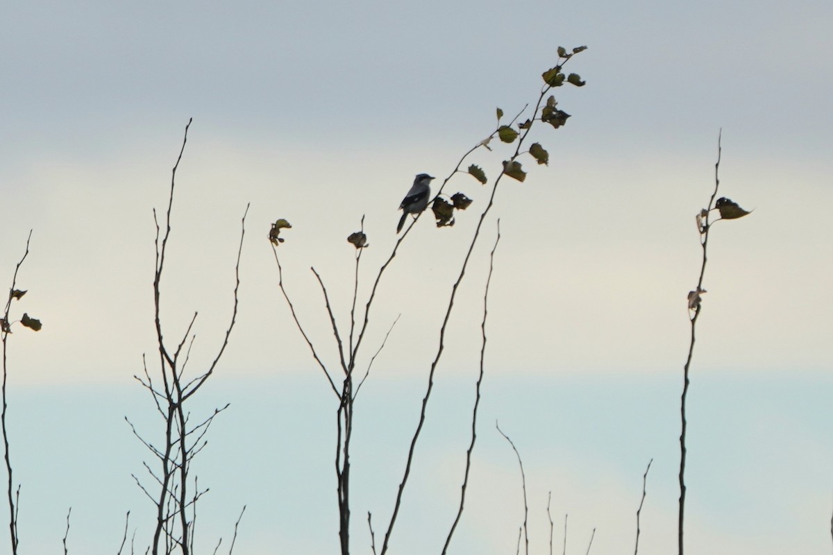 Great Gray Shrike - ML643977673