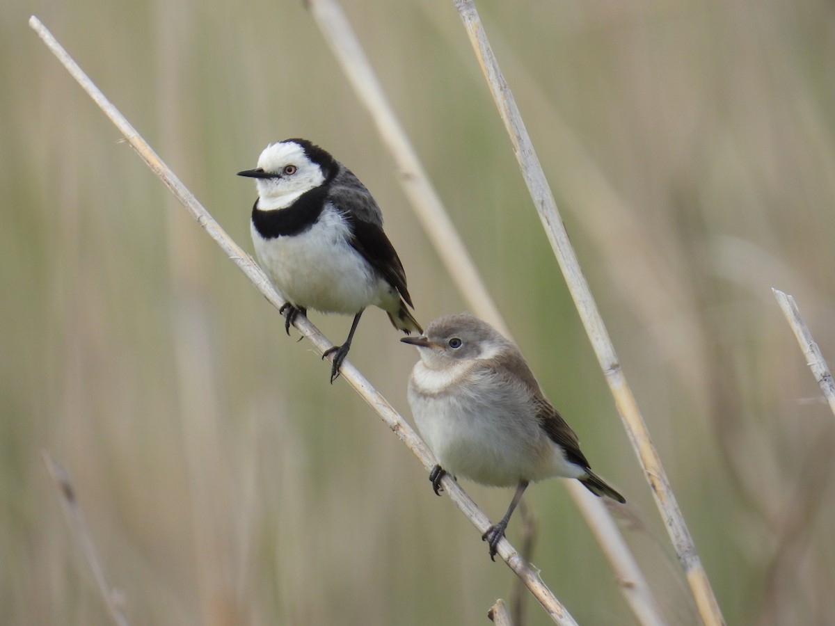 White-fronted Chat - ML643977678