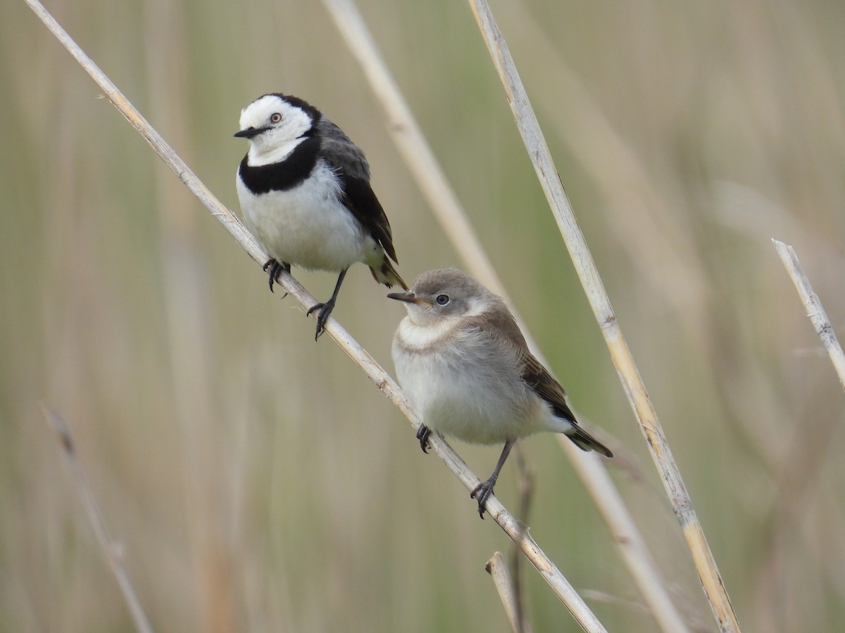 White-fronted Chat - ML643977679