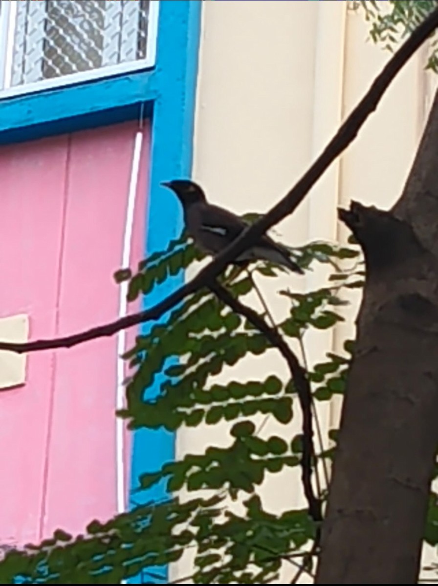 Тольт бор тодол - ML643977681