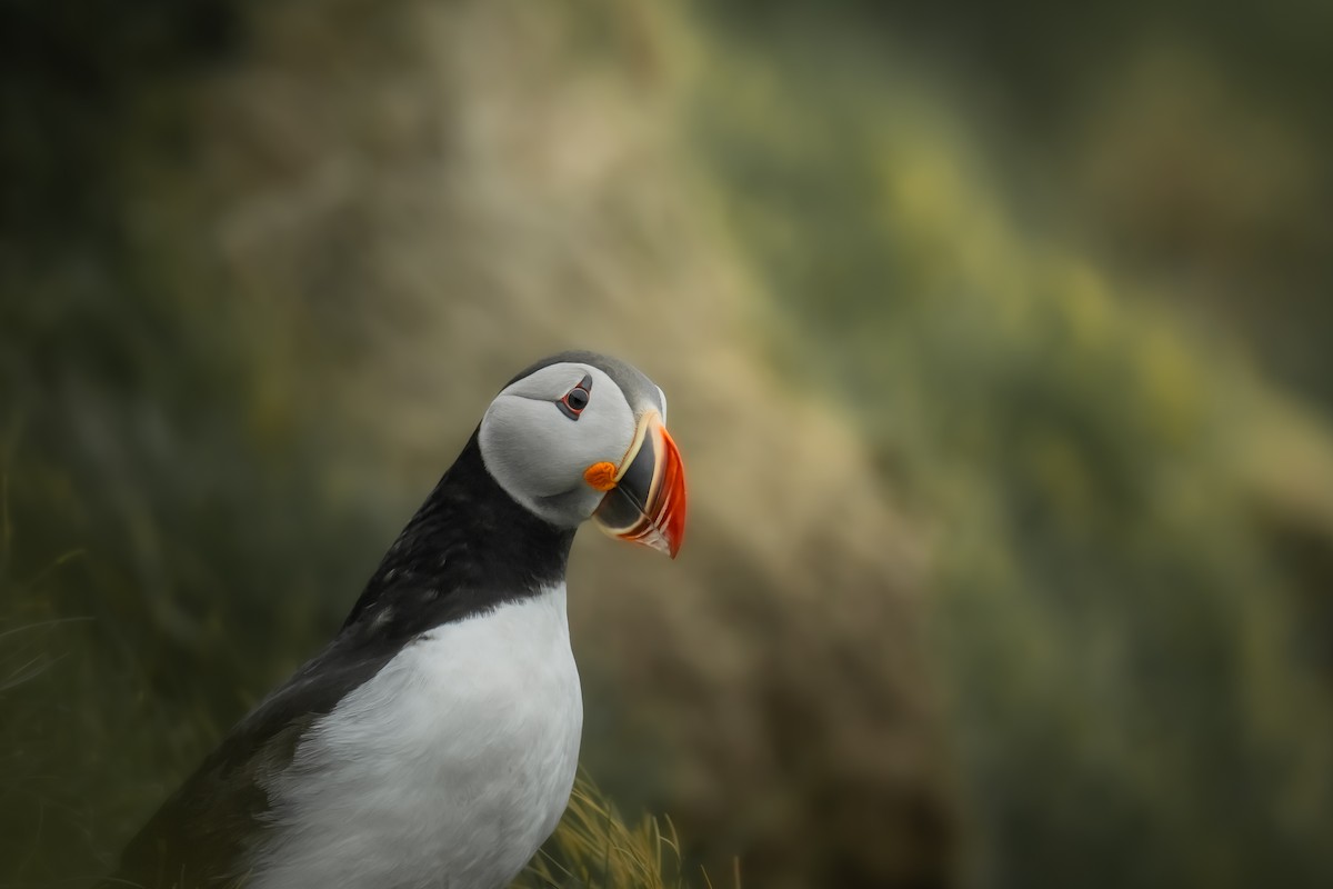 Atlantic Puffin - ML643977685