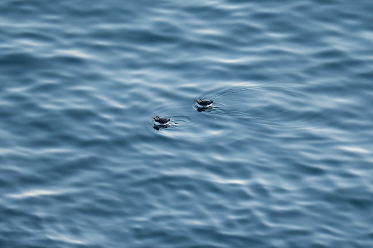 Atlantic Puffin - ML643977686