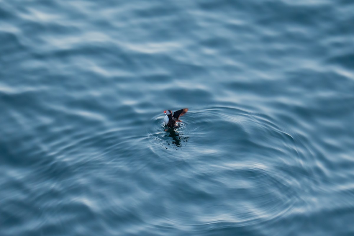 Atlantic Puffin - ML643977687