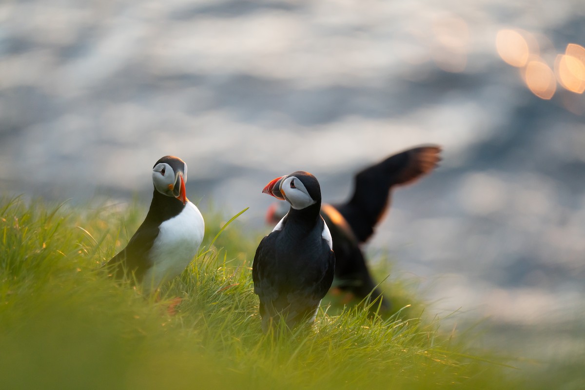Atlantic Puffin - ML643977688