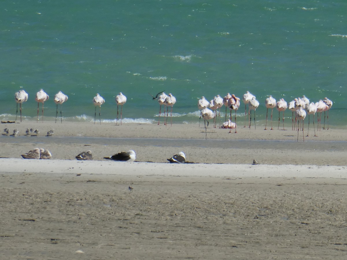 Kelp Gull (vetula) - Wilma  Wehmeyer