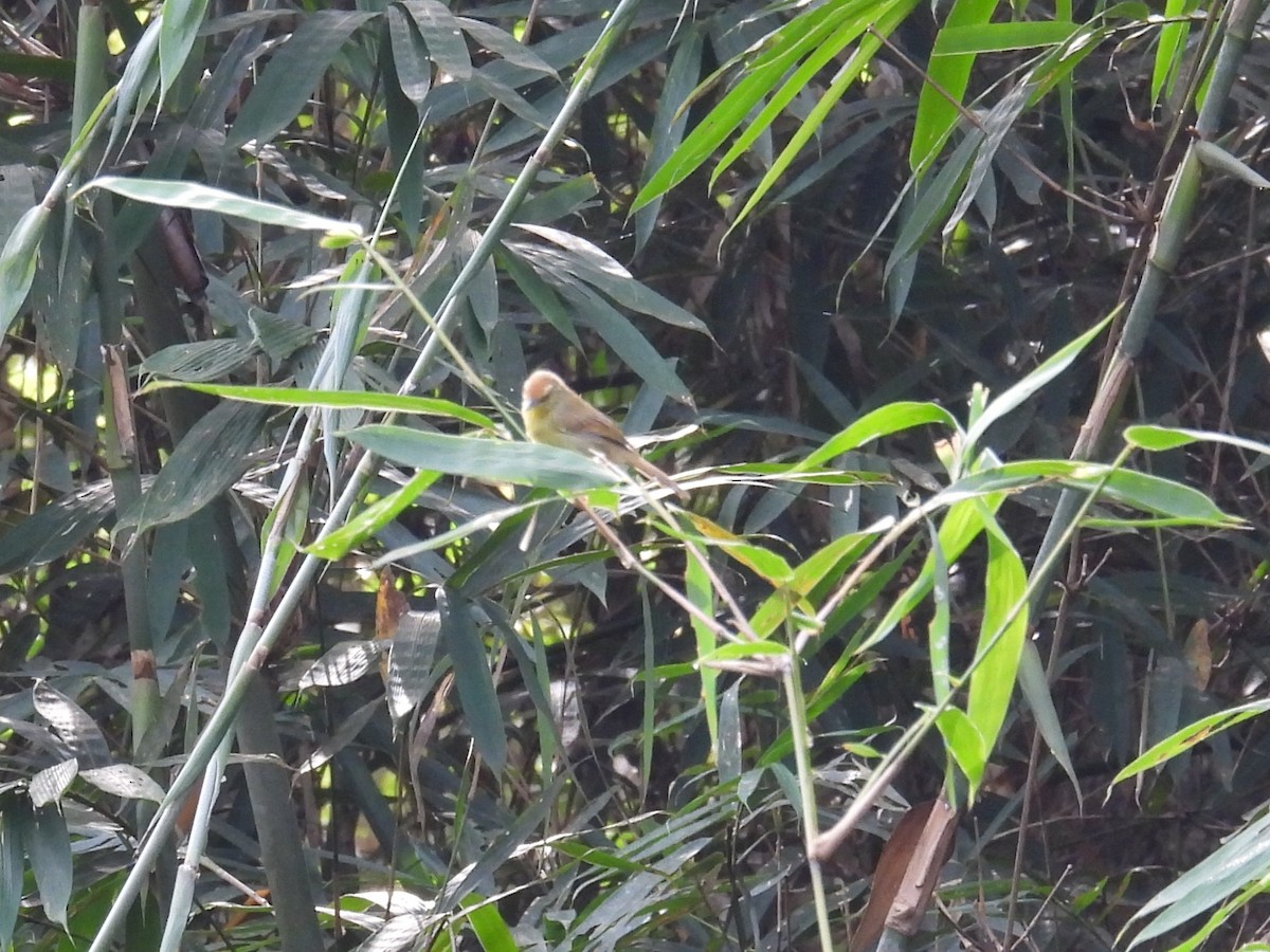 Pin-striped Tit-Babbler - ML643977691