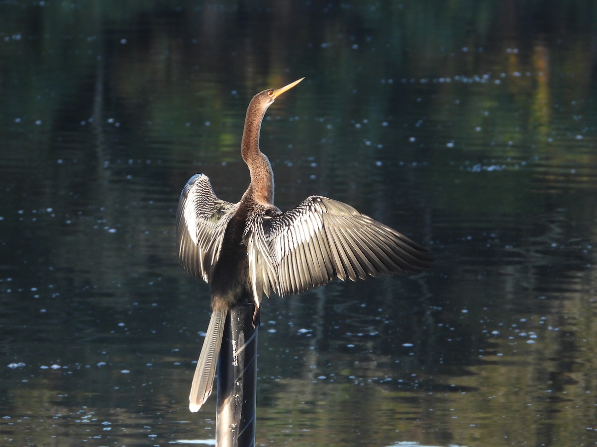 Anhinga Americana - ML643977692