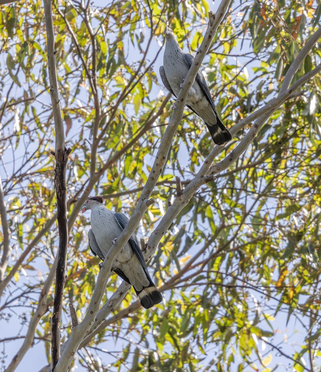 parykkdue - ML643977705