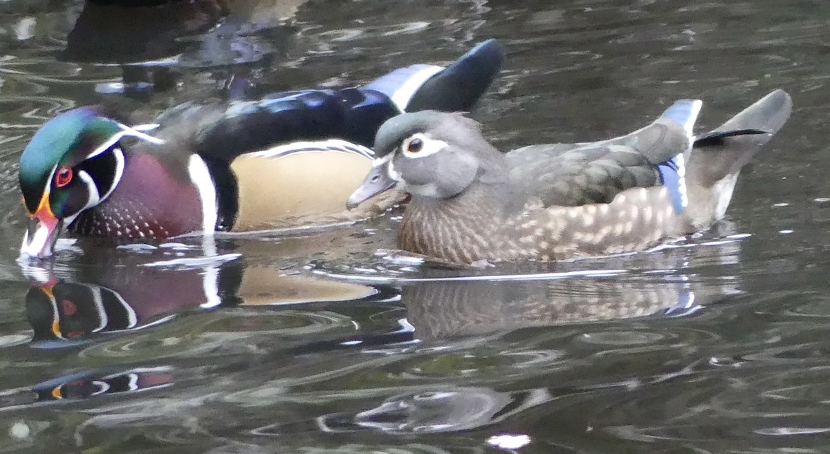 Wood Duck - ML643977730