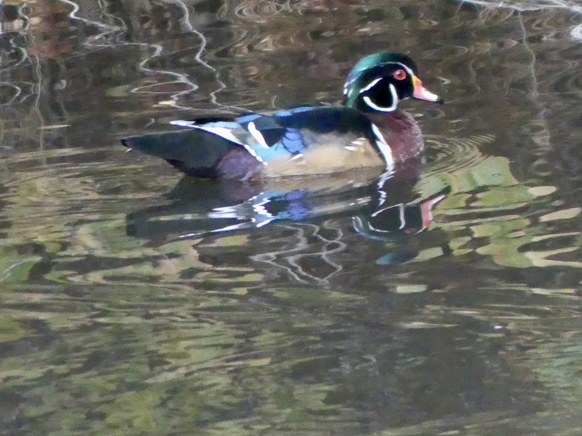 Wood Duck - ML643977731