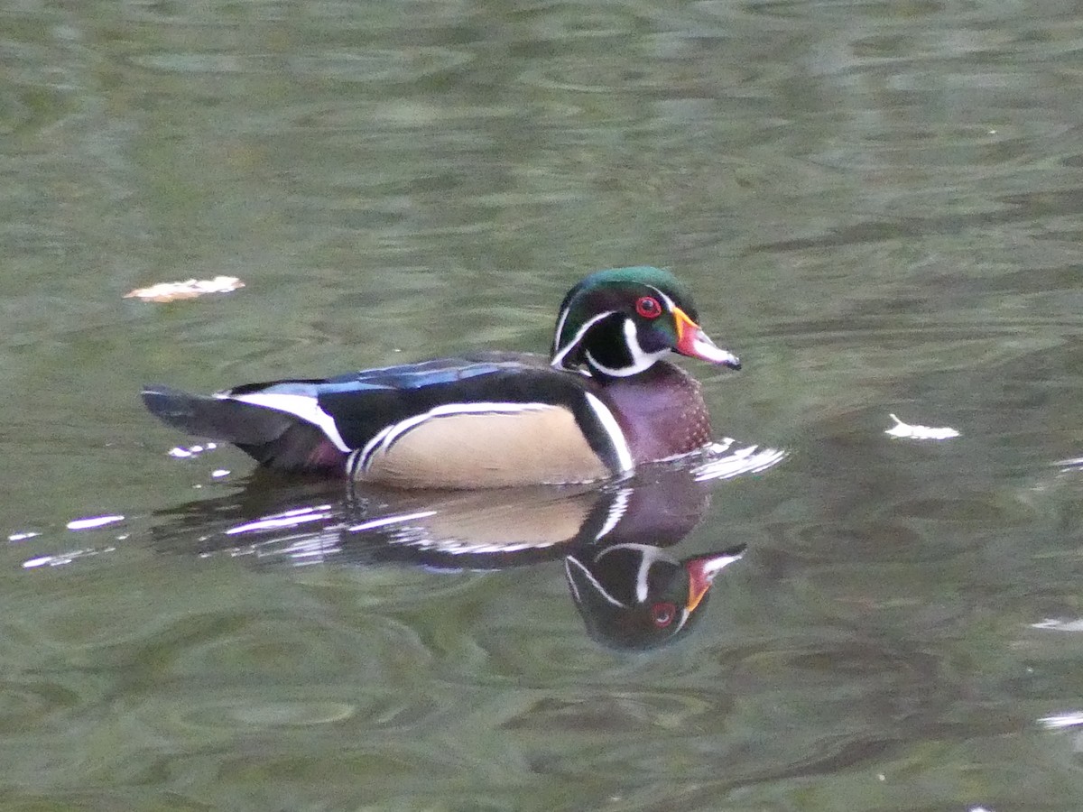 Wood Duck - ML643977732