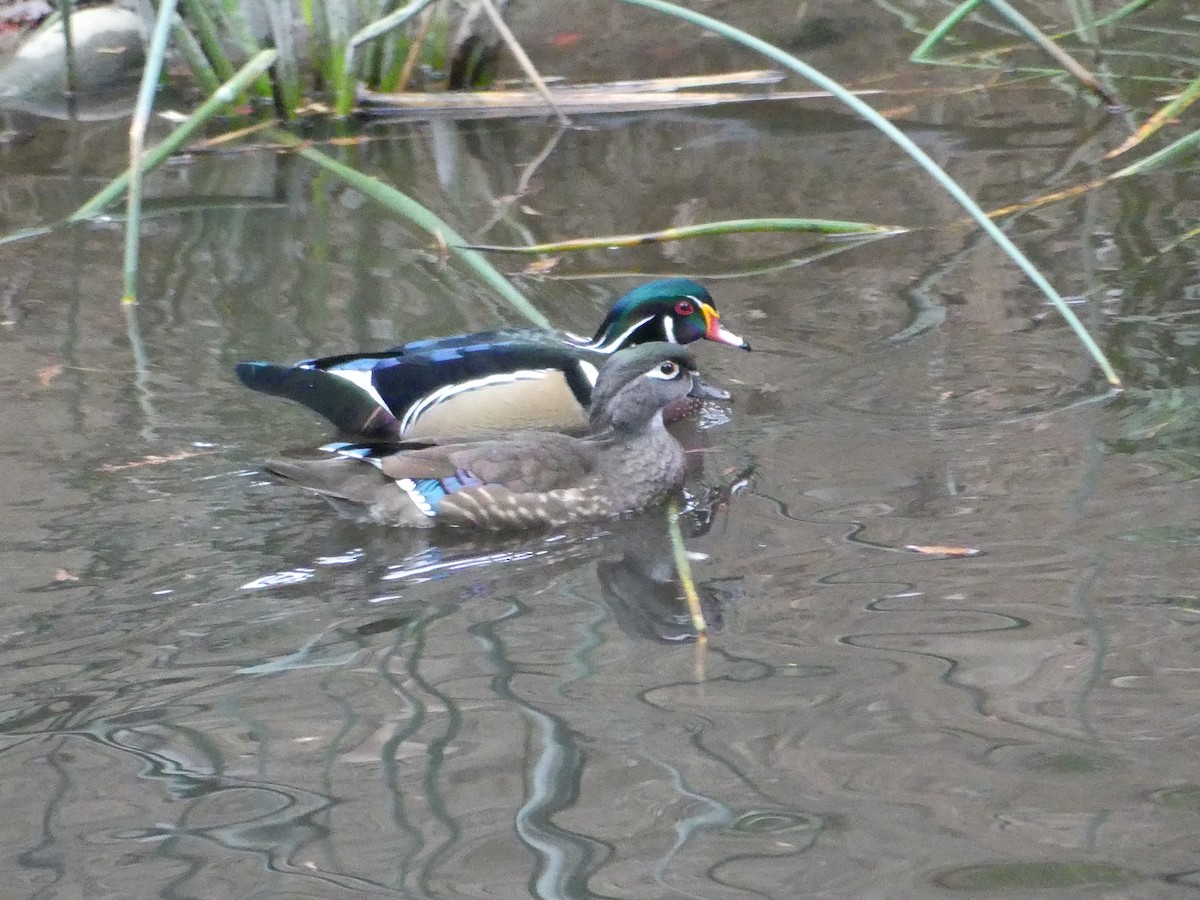 Wood Duck - ML643977733