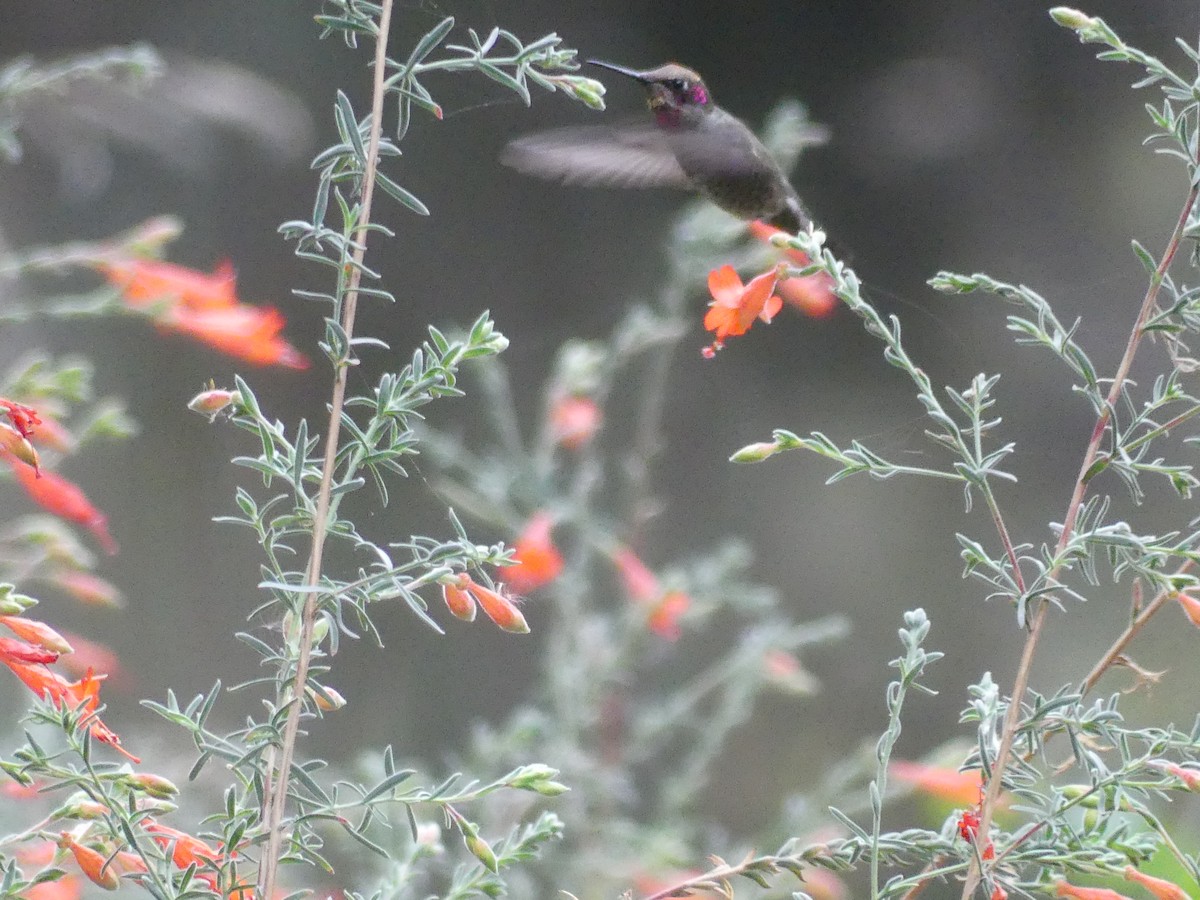 Anna's Hummingbird - ML643977740